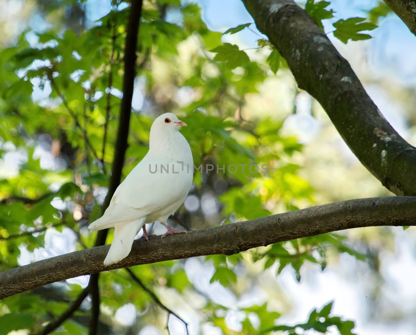 Beautiful white dove standing on a tree branch