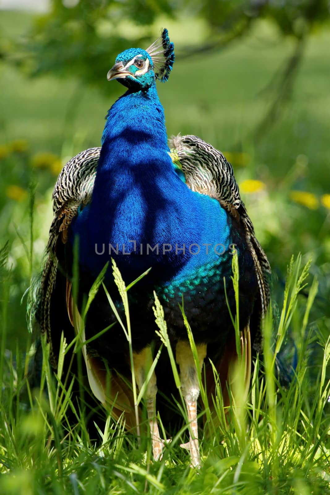 Beautiful blue peafowl standing on long green grass