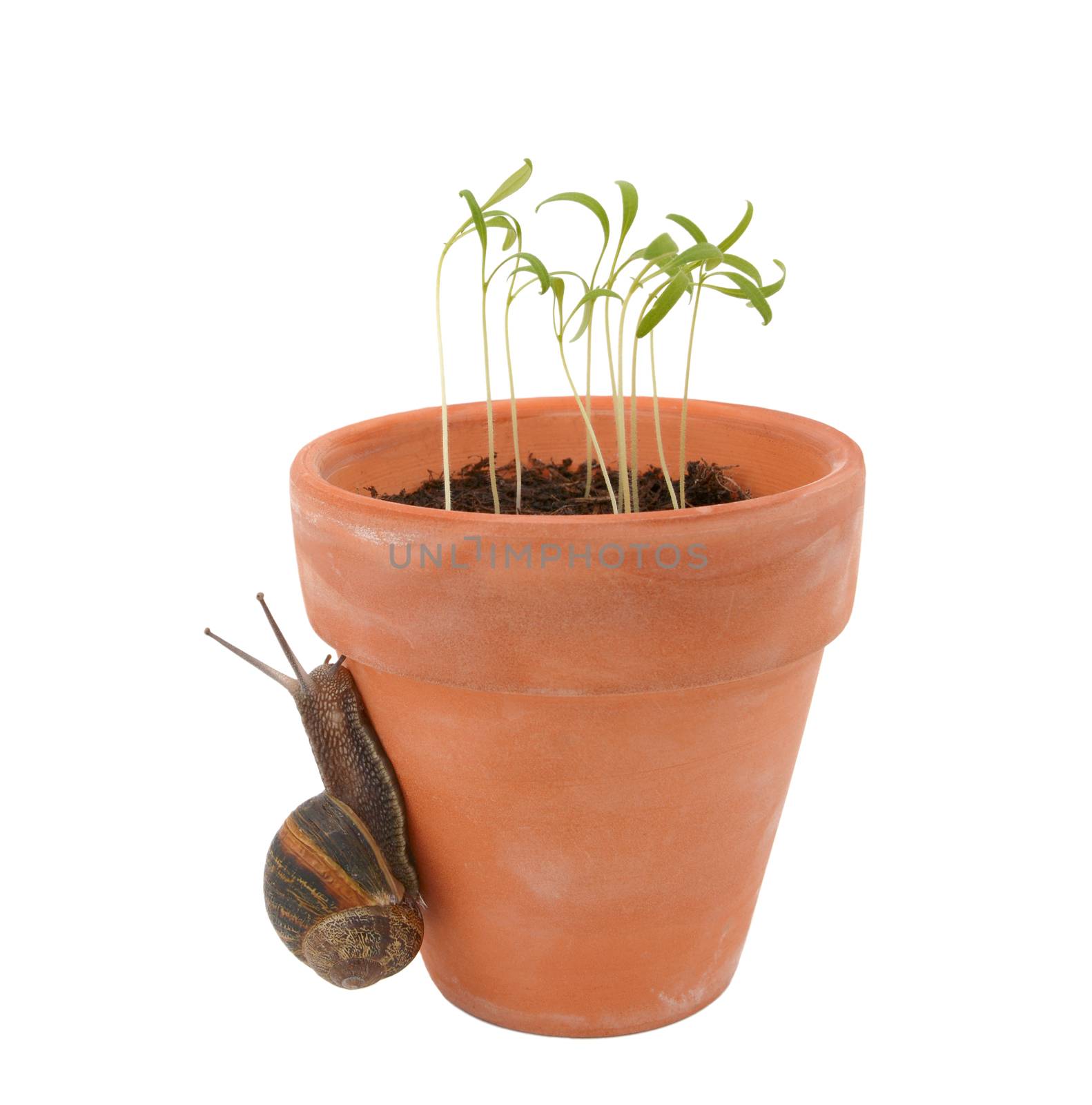 Garden pest, the snail crawls up a flowerpot towards tender seedlings, isolated on a white background