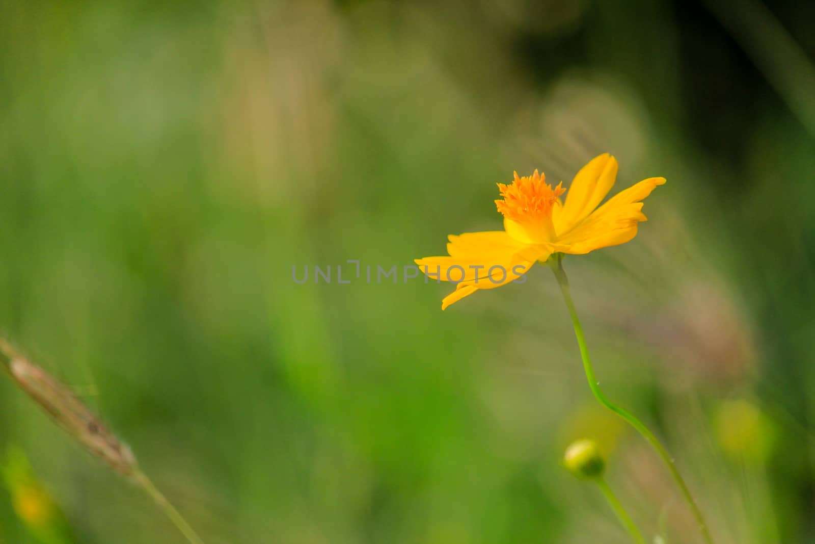 Yellow Flower with green background in garden