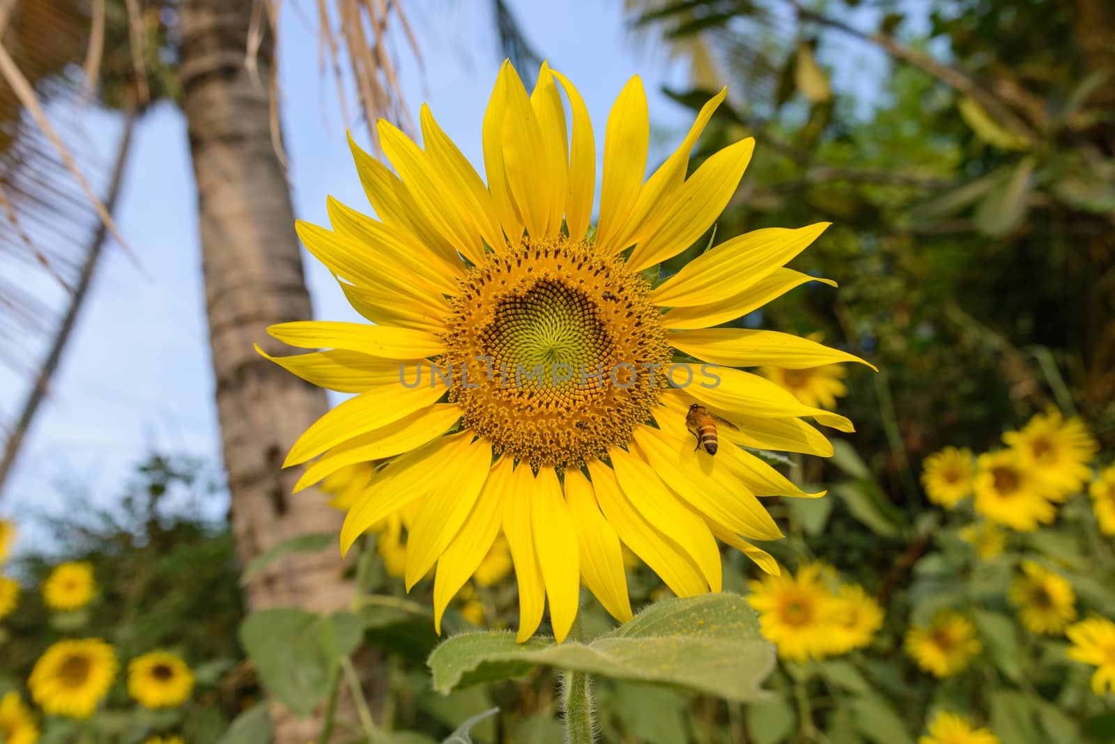 A colorful Sunflower shot at the field