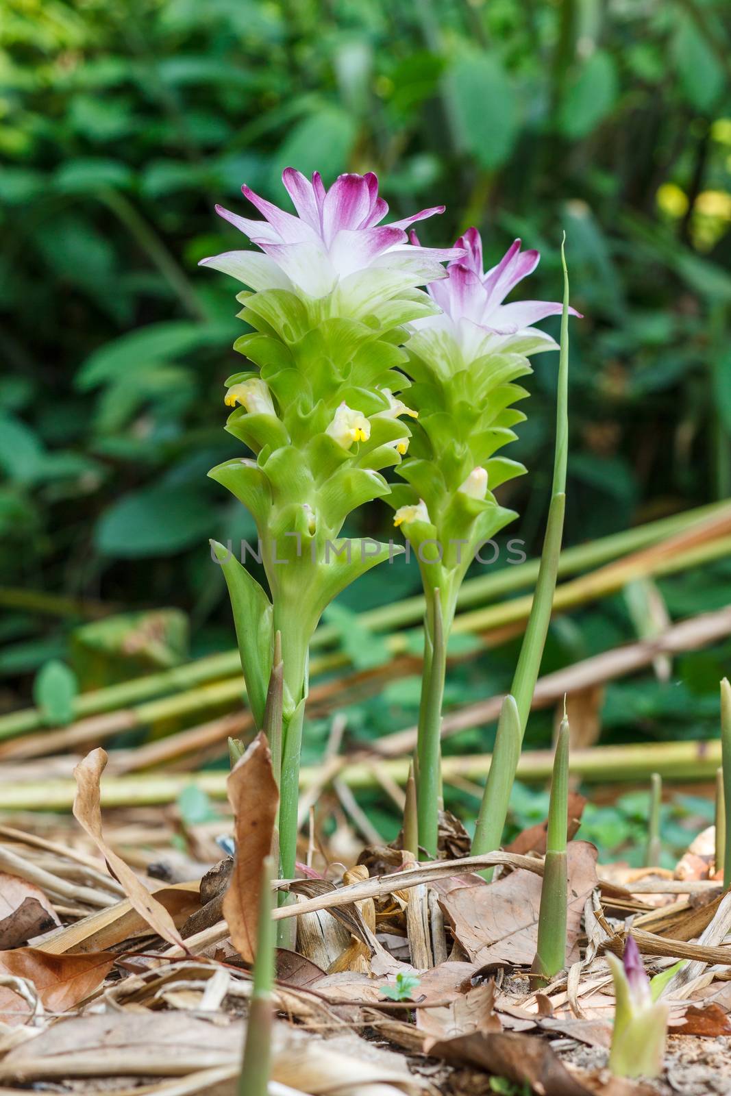 Mango Ginger produces clusters of white and pink flower buds that bloom into yellow