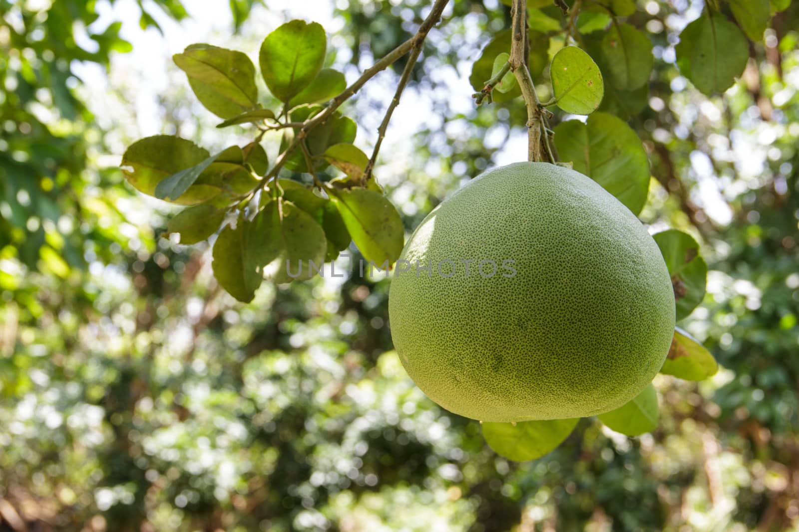 Image of a pomelo growing in an orchard.