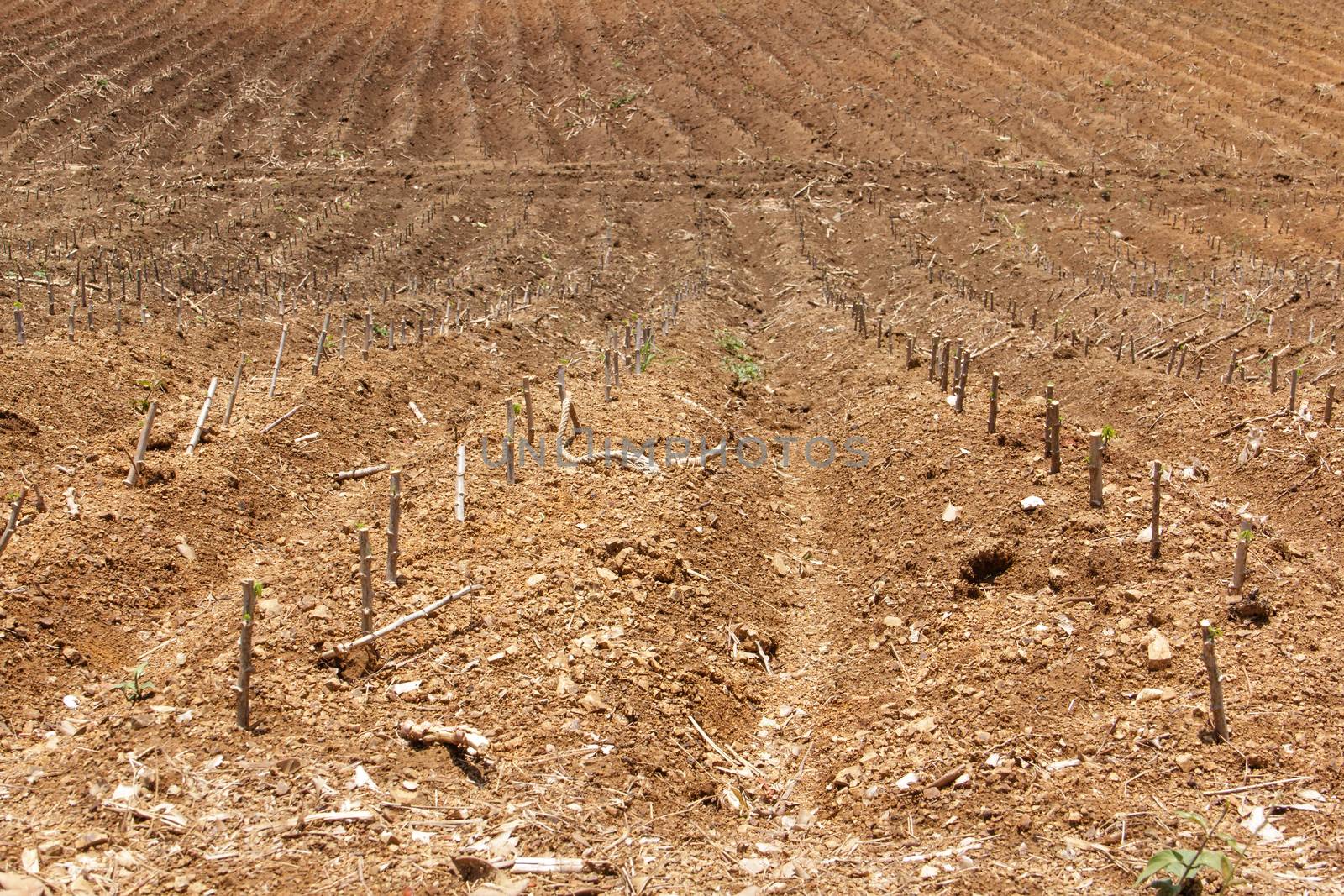 cassava or manioc plant field in Thailand