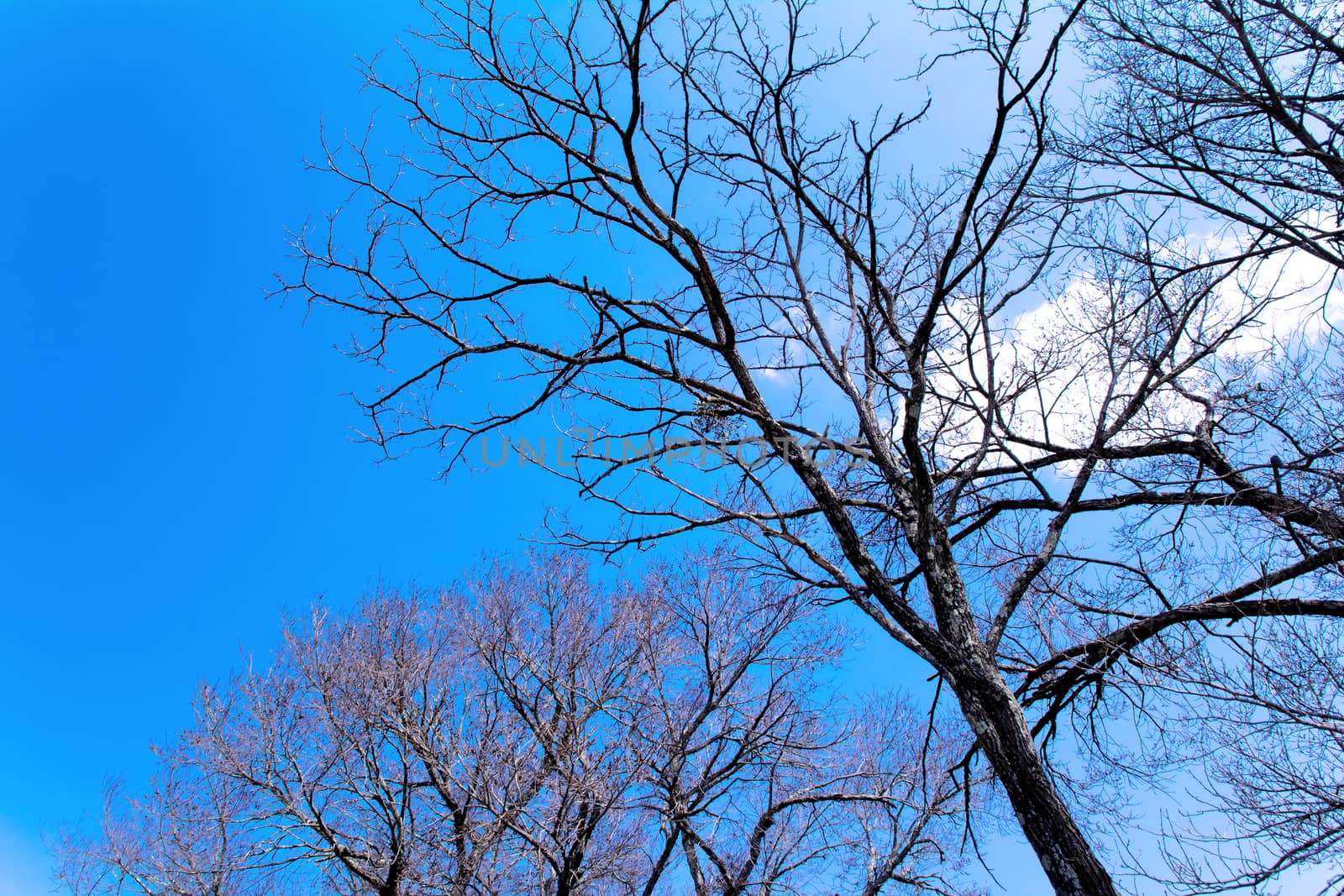 tree in Oshino Village,Japan