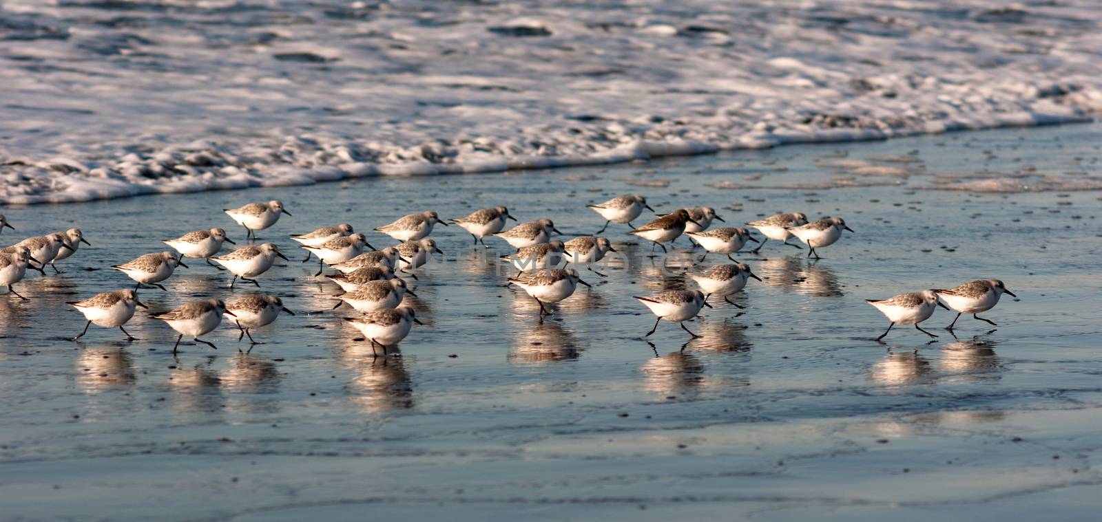 Sandpiper Birds Run Up Beach Feeding Sand Ocean Surf by ChrisBoswell
