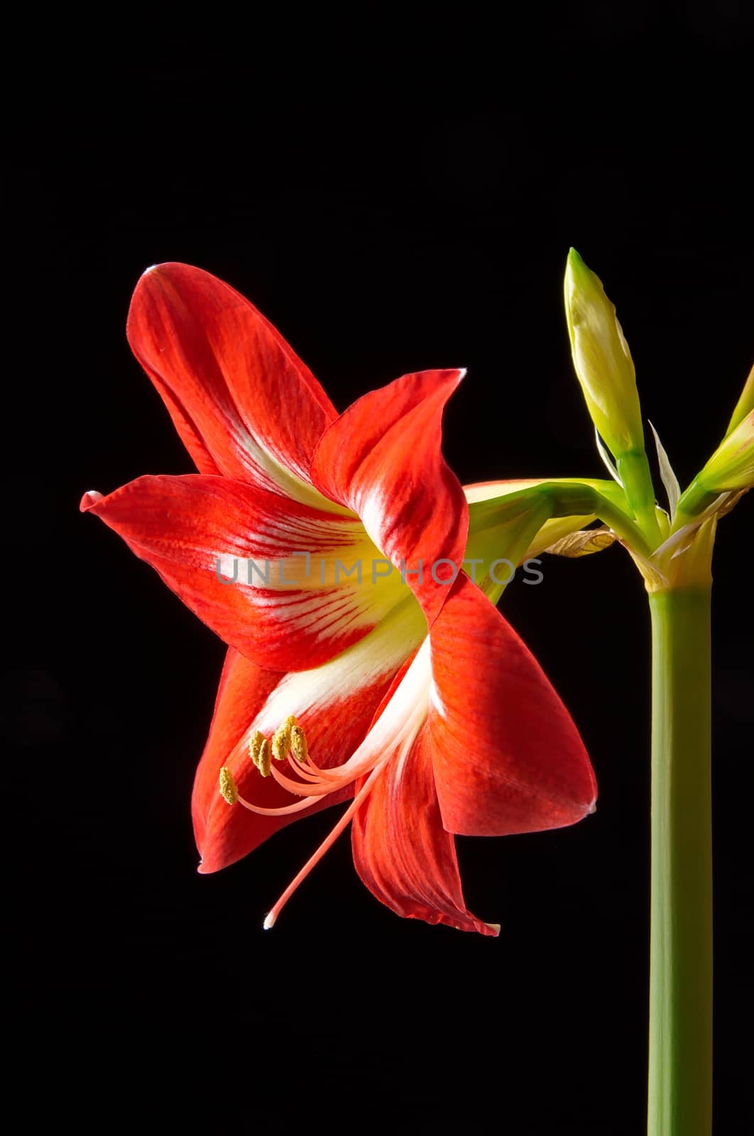 Red amarilis flower by anderm