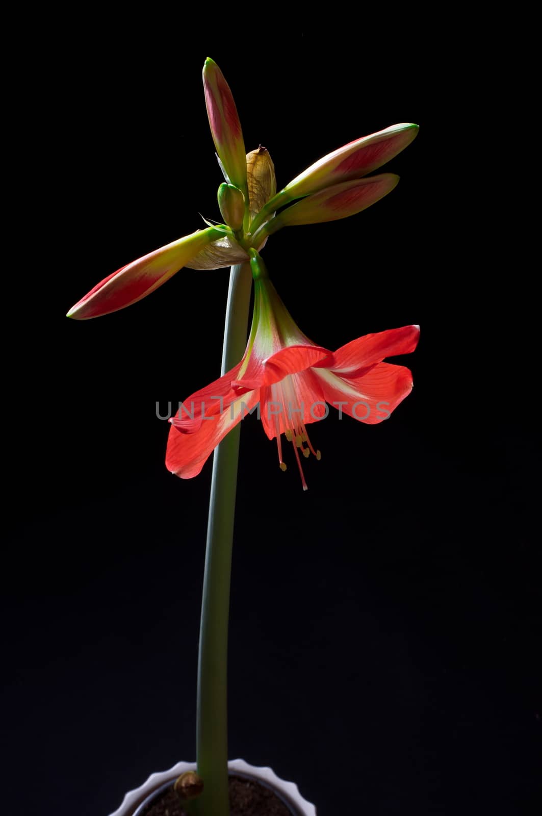 Red amarilis flower by anderm