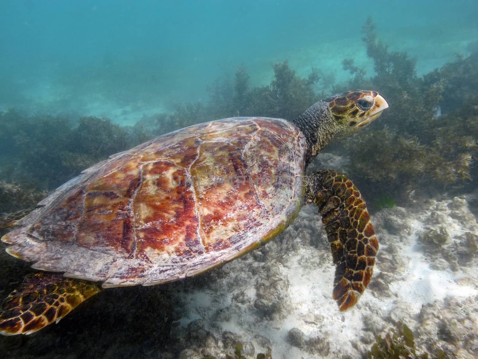 hawksbill sea turtle ascending from sandy sea bottom