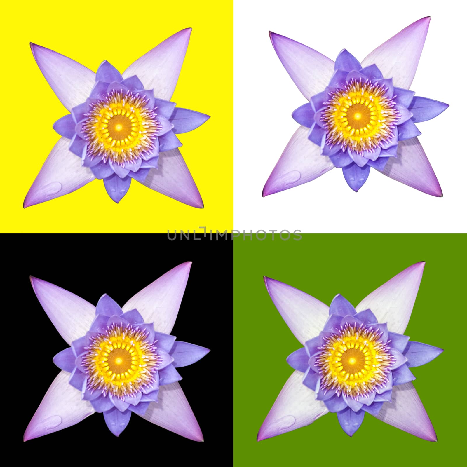 blue-flowered water lily isolated against yellow, white, black and green background