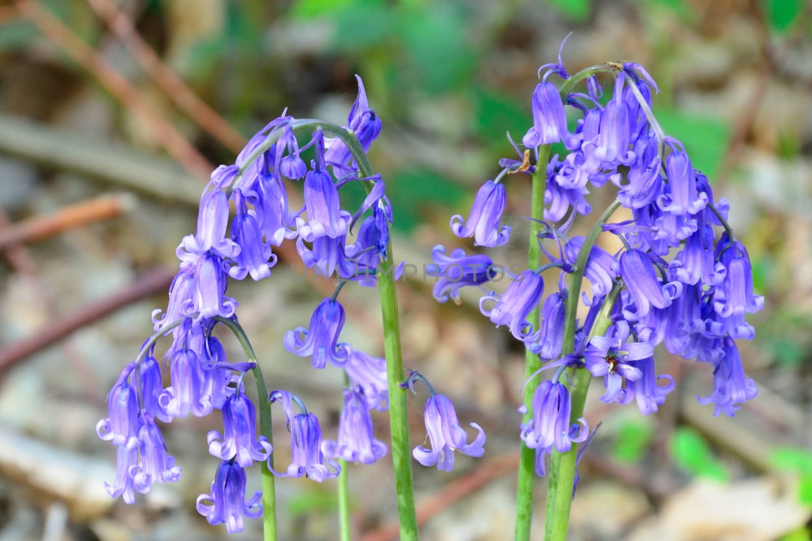 BlueBells with large flower heads