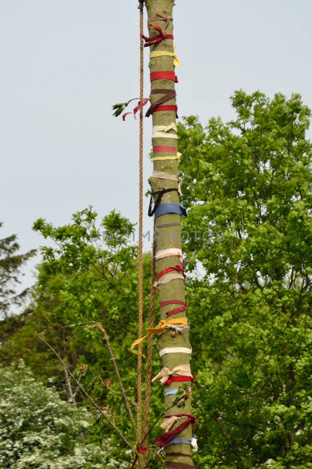 Maypole tree trunk