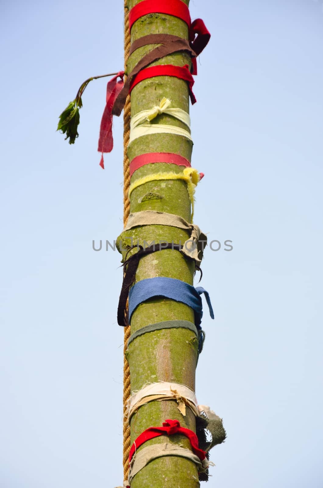 Detail of tree trunk may pole