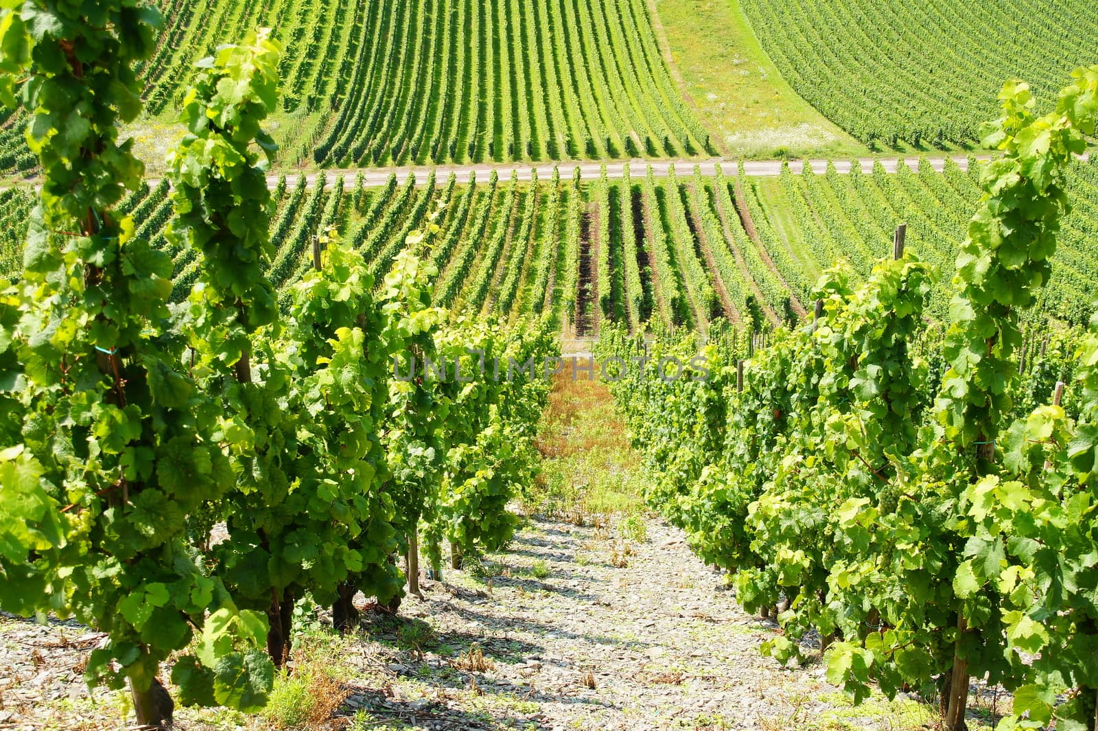 Vineyard on the Moselle with slate floor