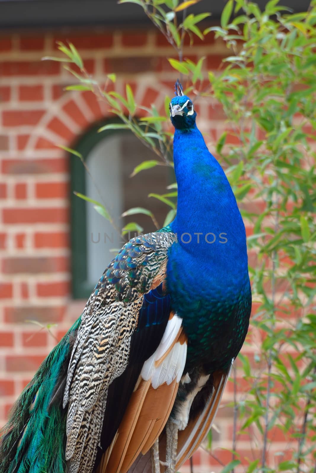 Proud Peacock standing