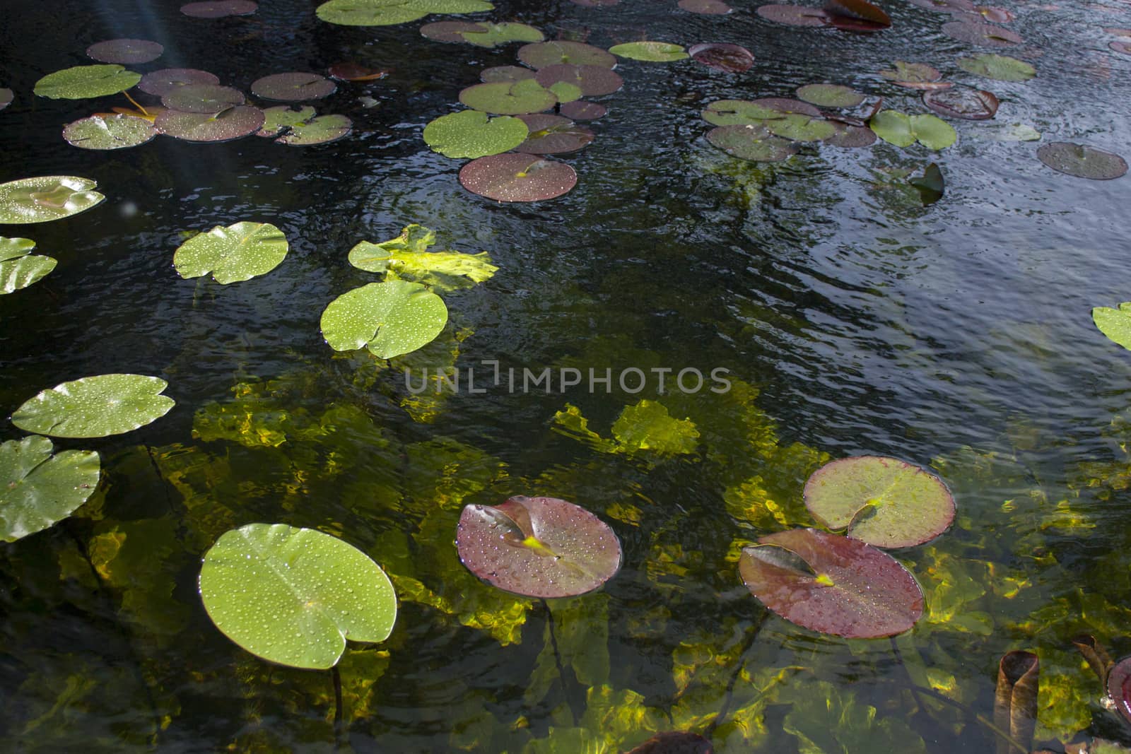 water floating flowers waterlilys by mawrhis