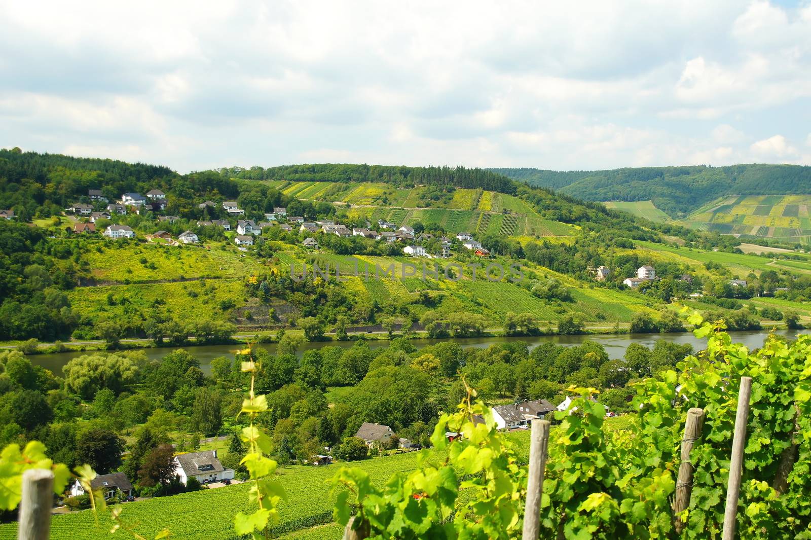 Moselle Valley near Traben-Trarbach Wolf in the summer