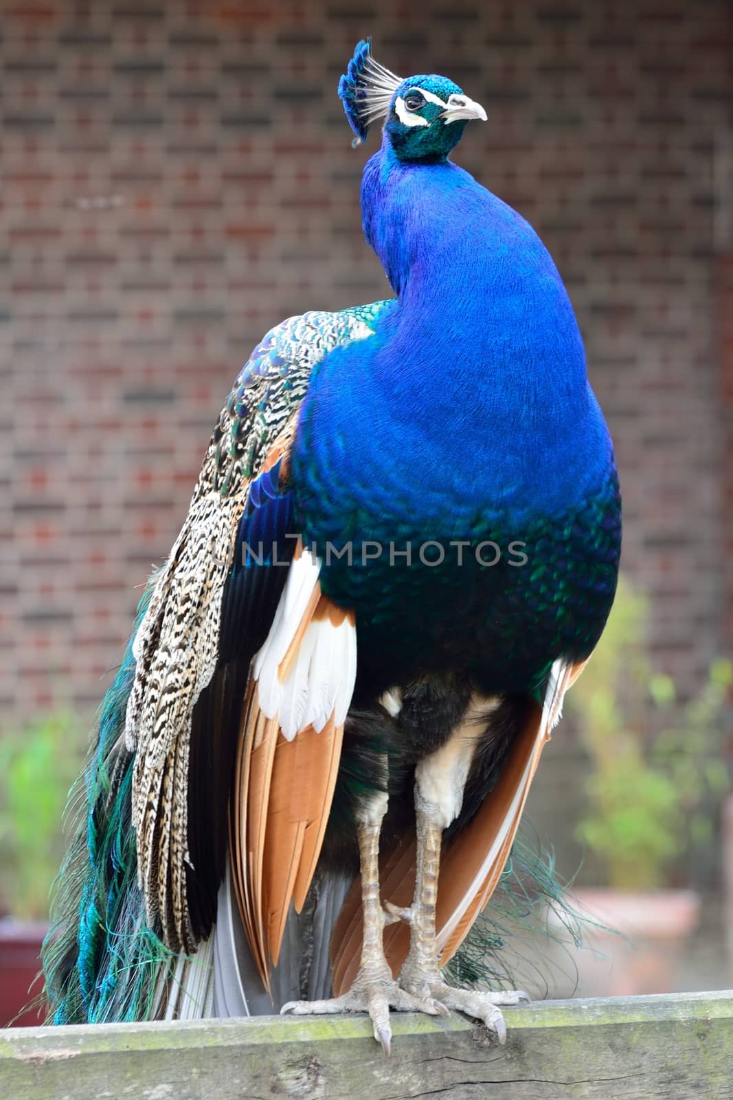 Peacock on fence by pauws99