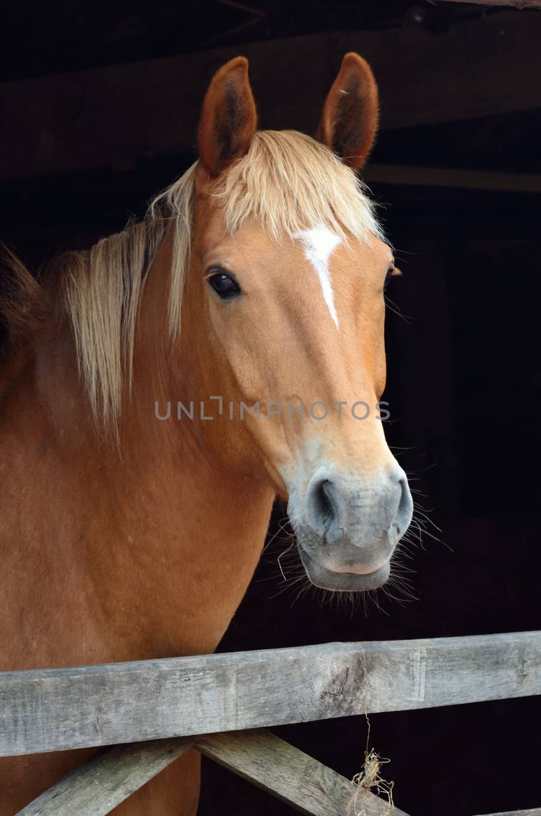 Chestnut horse portrait by pauws99