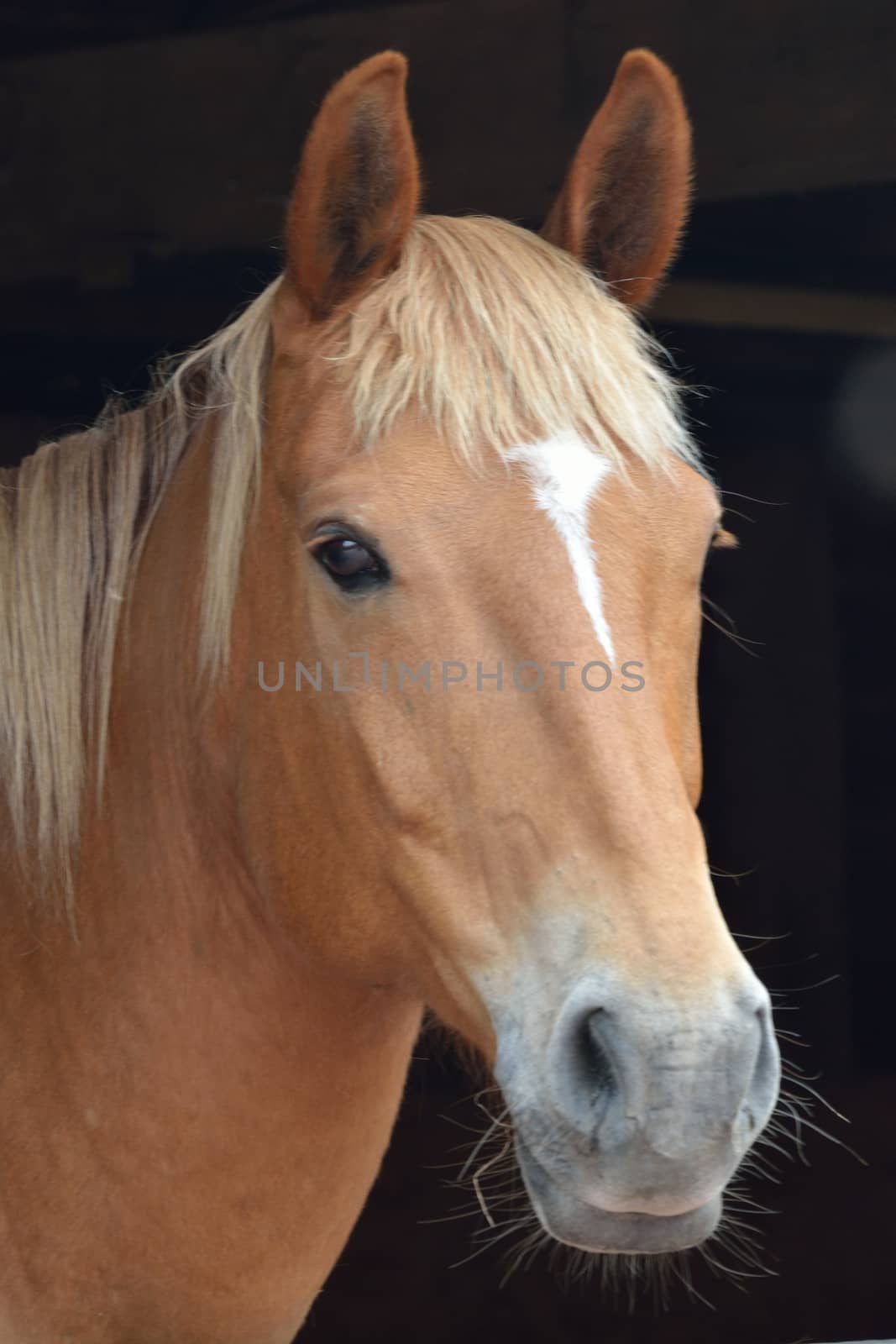 Chesnut horse head portrait by pauws99