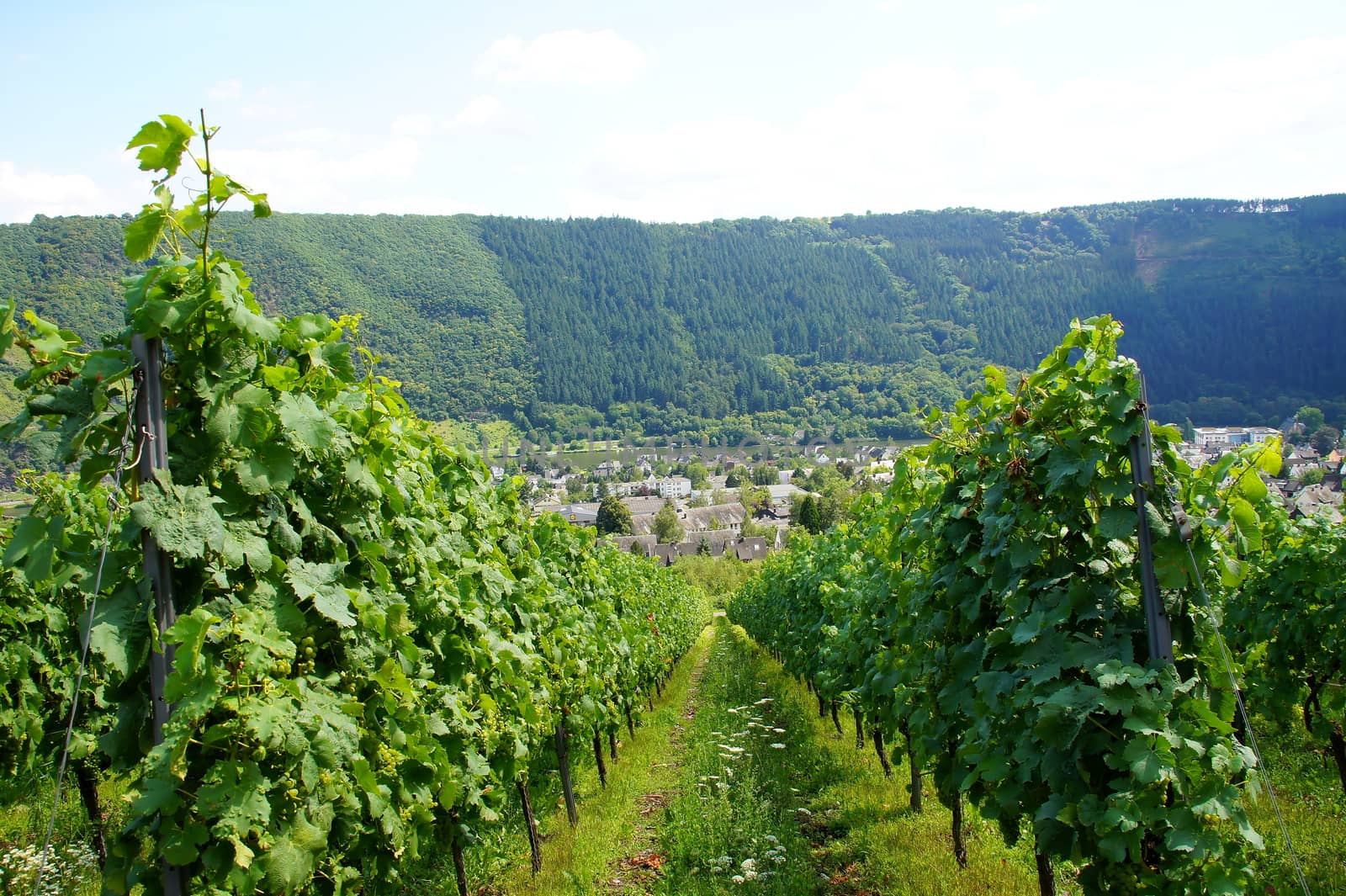 vineyard in Traben-Trarbach on the Moselle