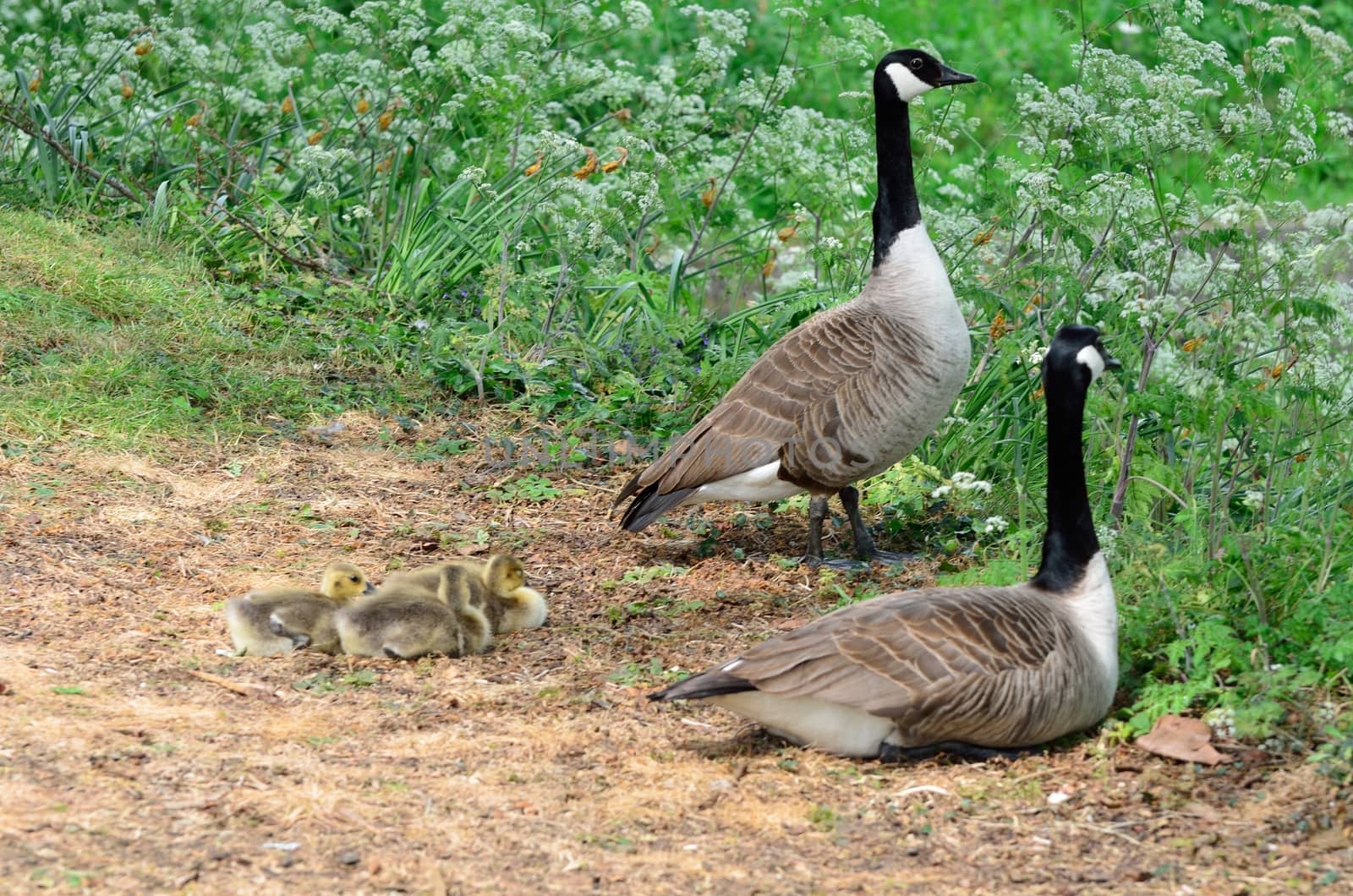 Geese with goslings by pauws99