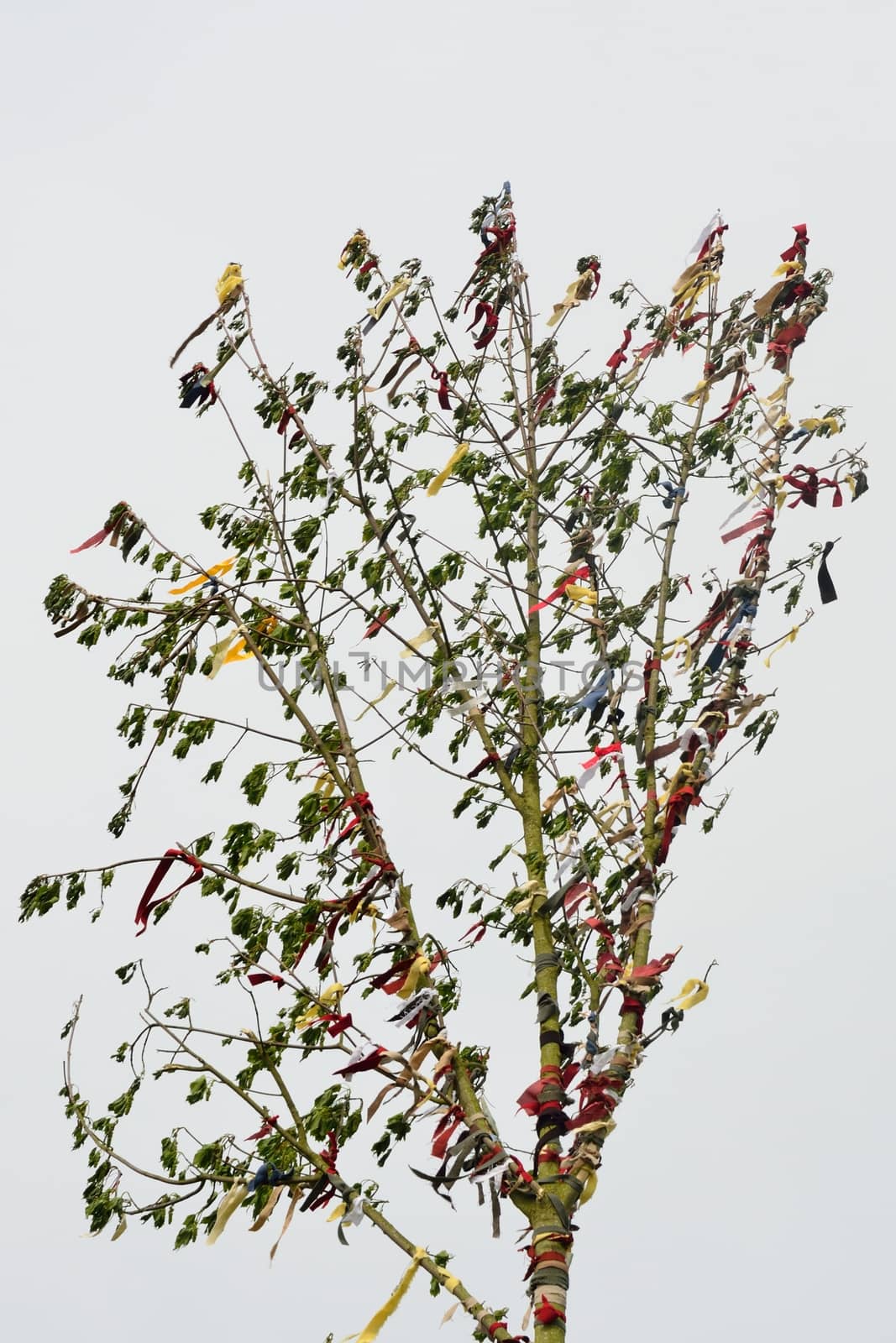 maypole tree and ribbons by pauws99
