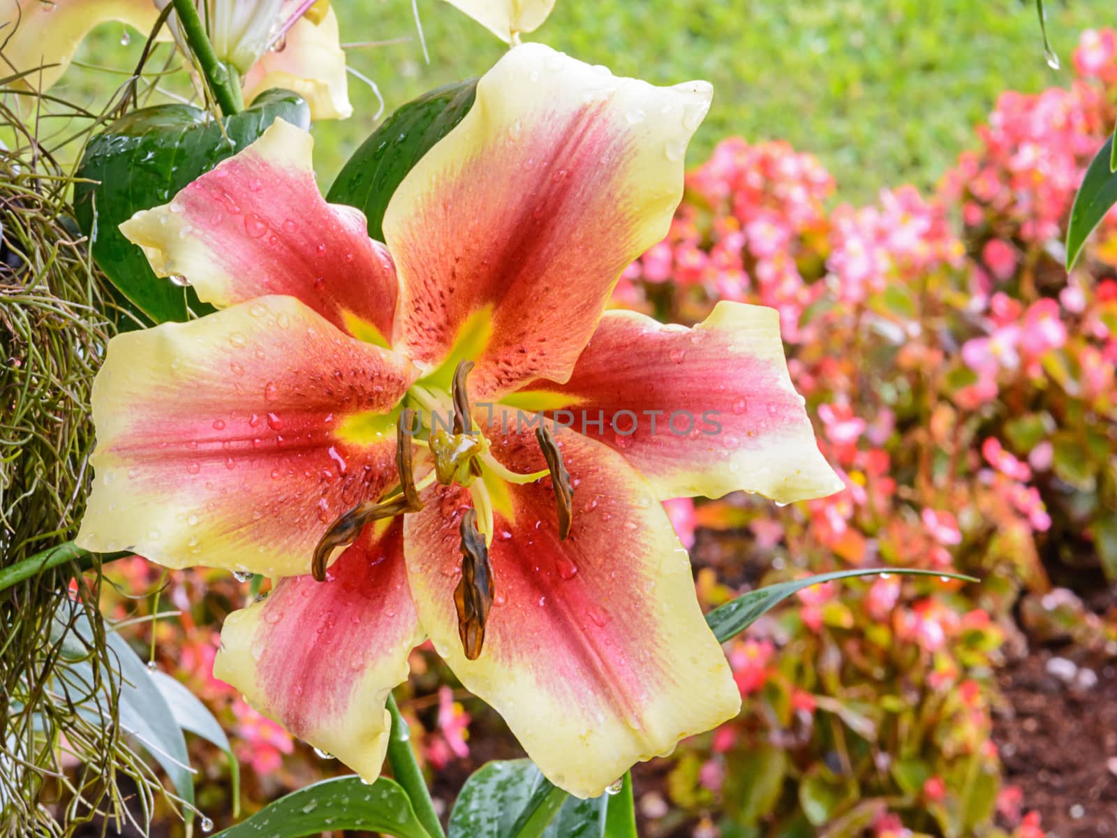 Blossoming lily flower in the garden 