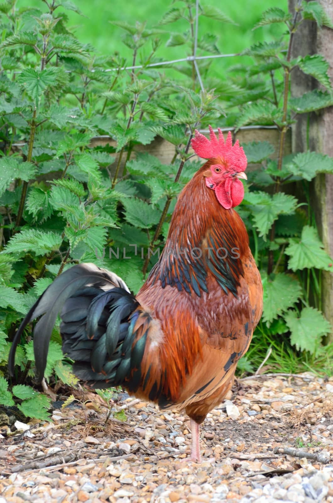 proud cockerel in portrait view