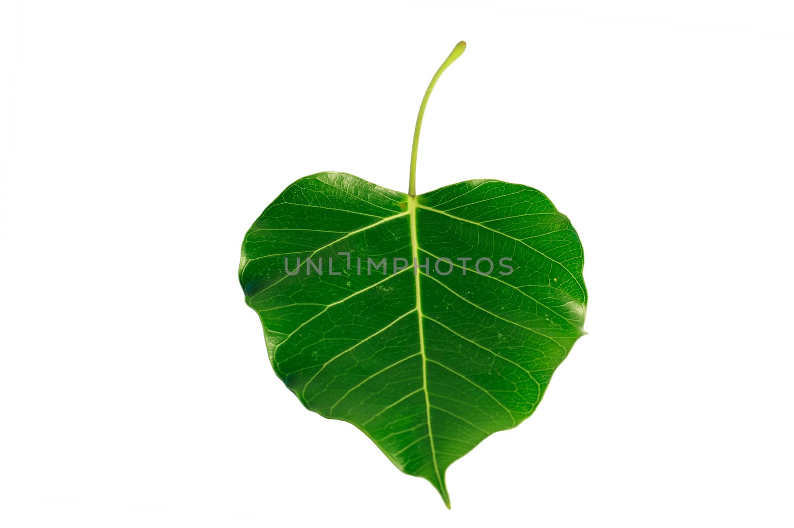 Bodhi or Peepal Leaf by Sorapop