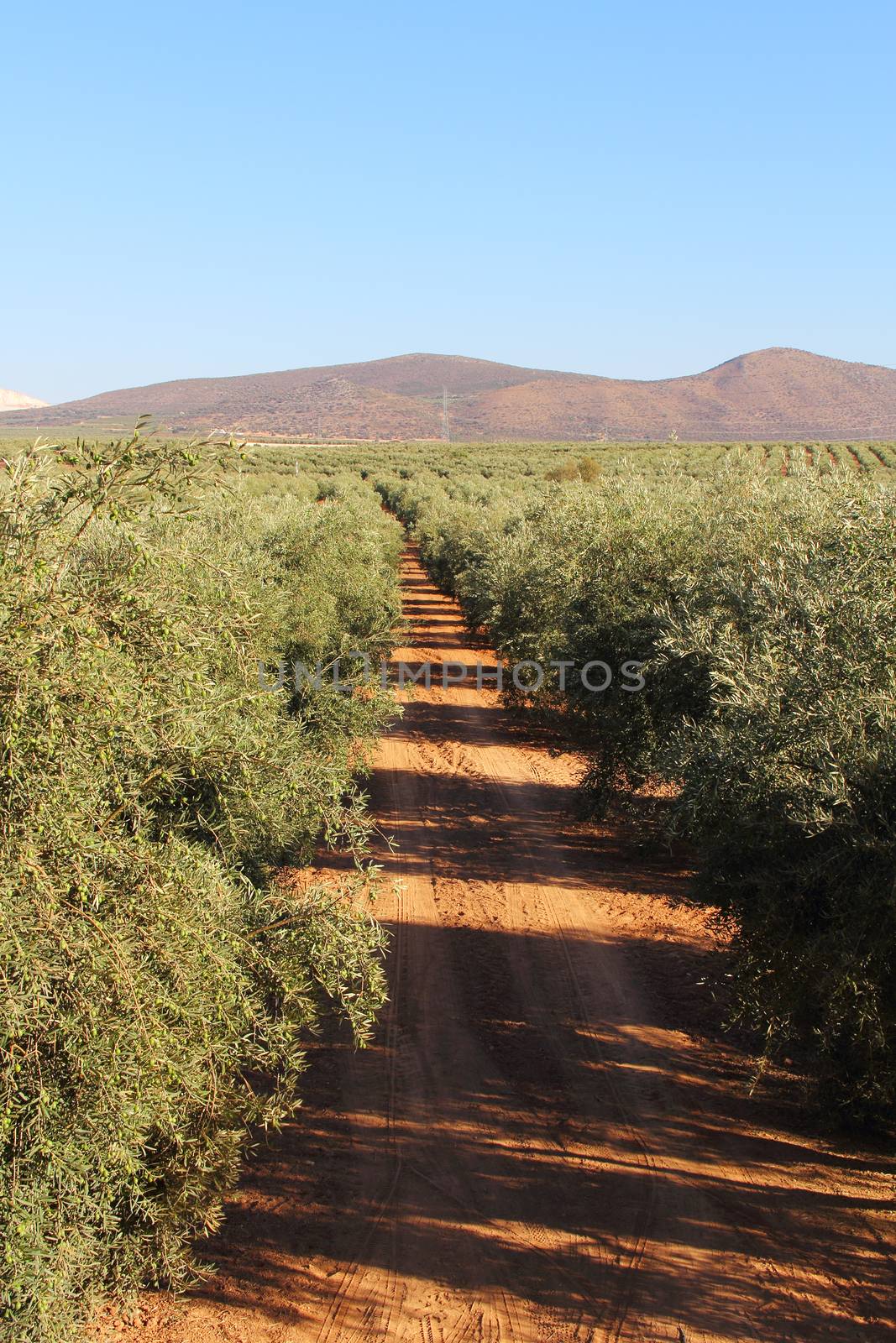 Olive trees by destillat