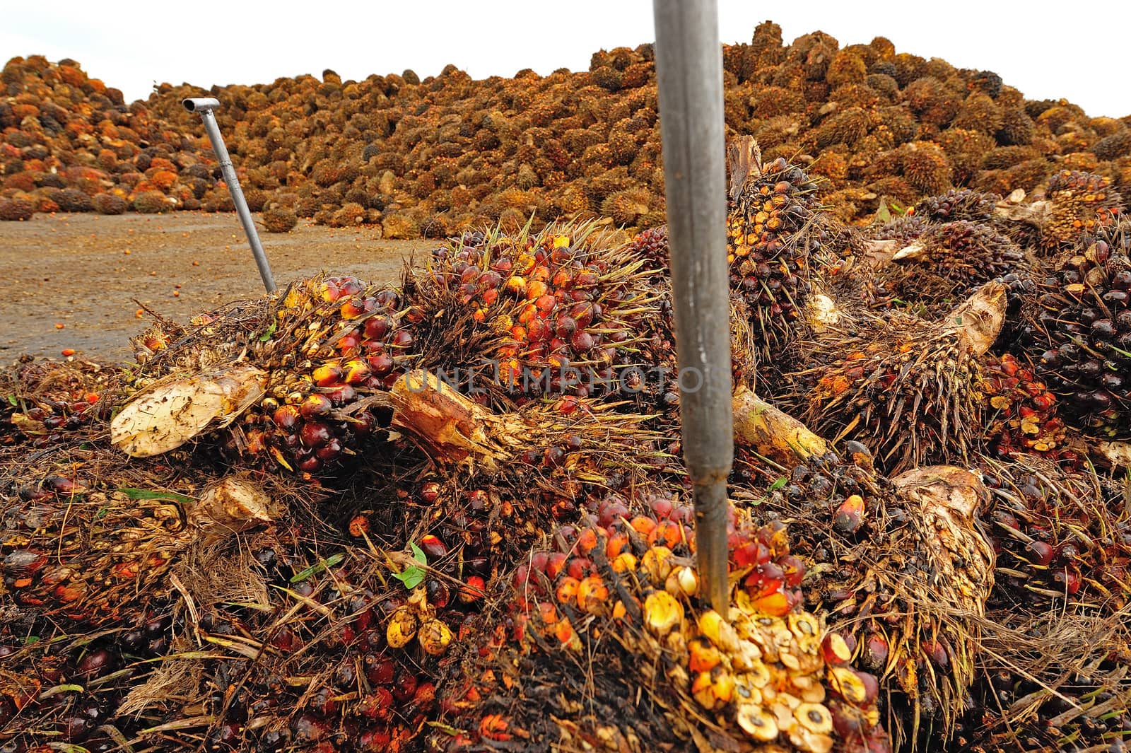 Palm Oil Fruits on the floor by think4photop