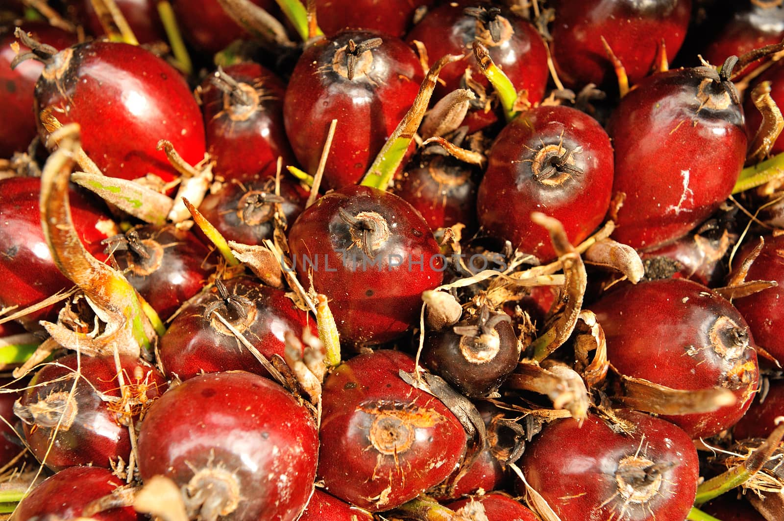 Palm Oil Fruits close up