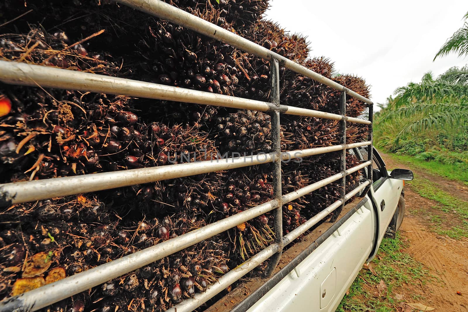 fresh palm oil fruit from truck.