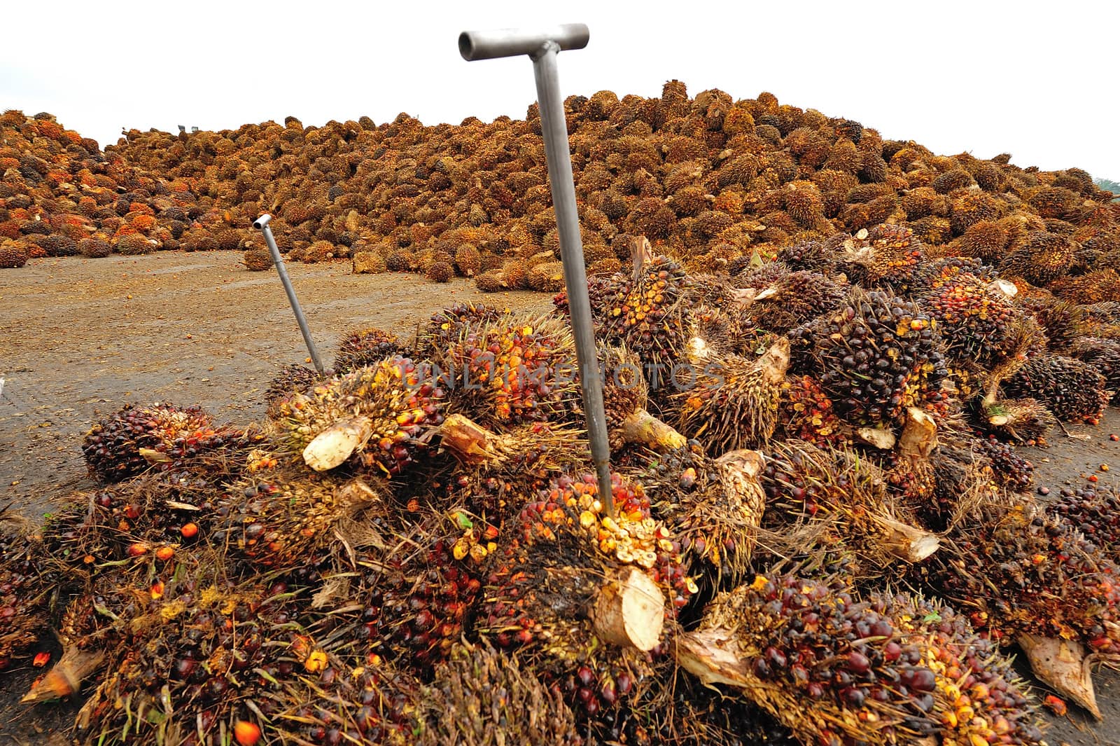 Palm Oil Fruits on the floor