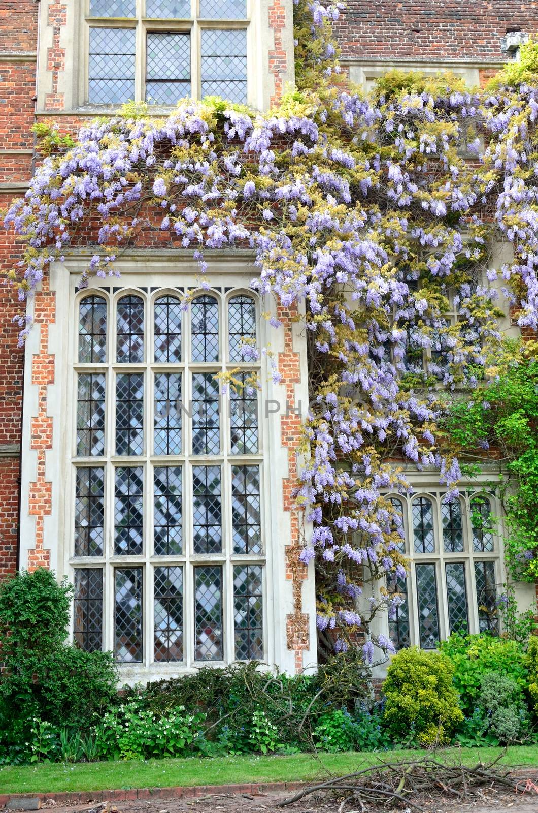 tudor window with wisteria by pauws99