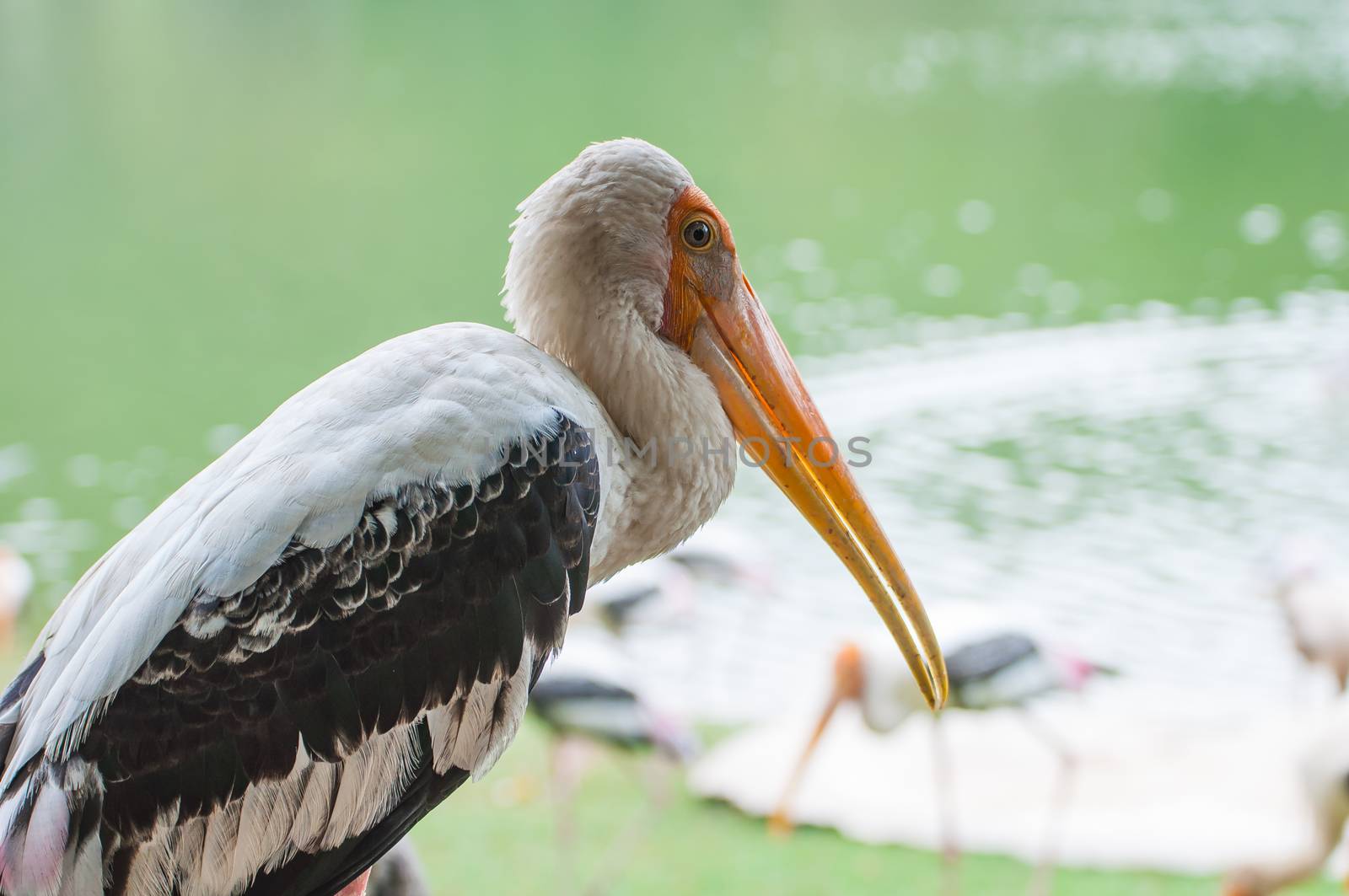 Kabbaw bird Portrait animal rights of Thailand