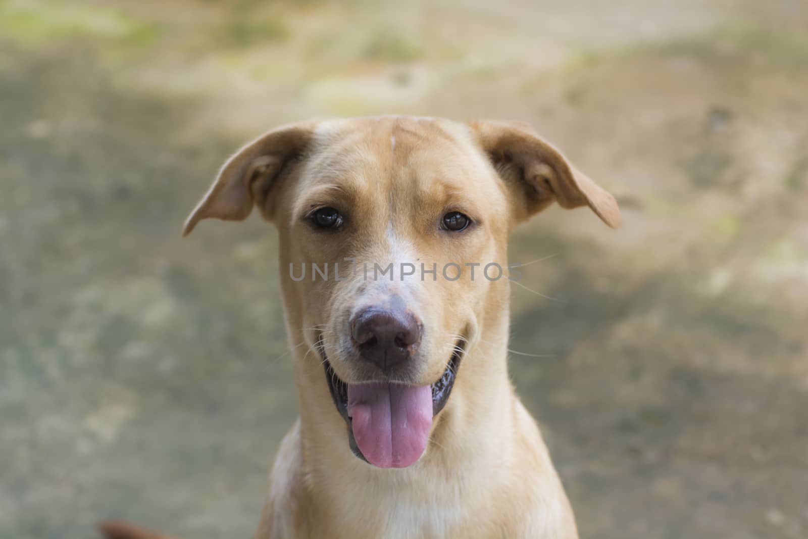 Clever golden dog brown color and Intelligent