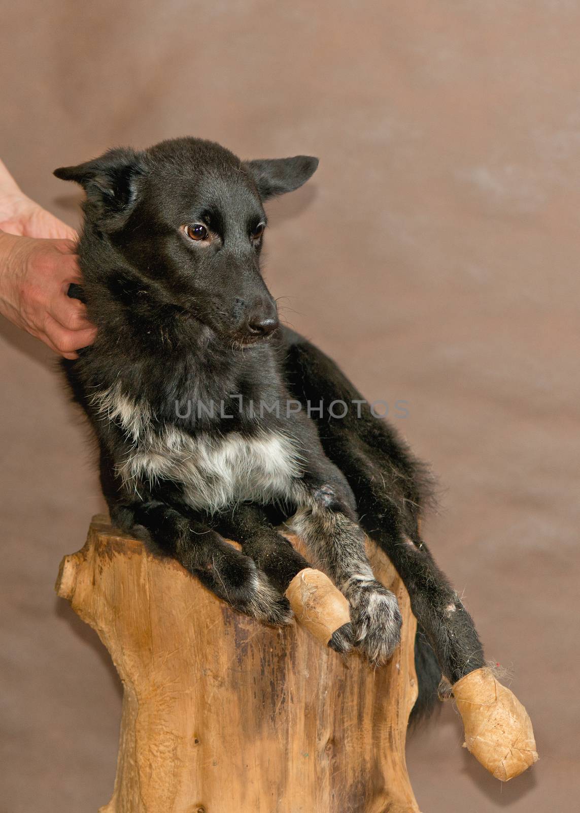 The homeless not purebred dog thrown by people