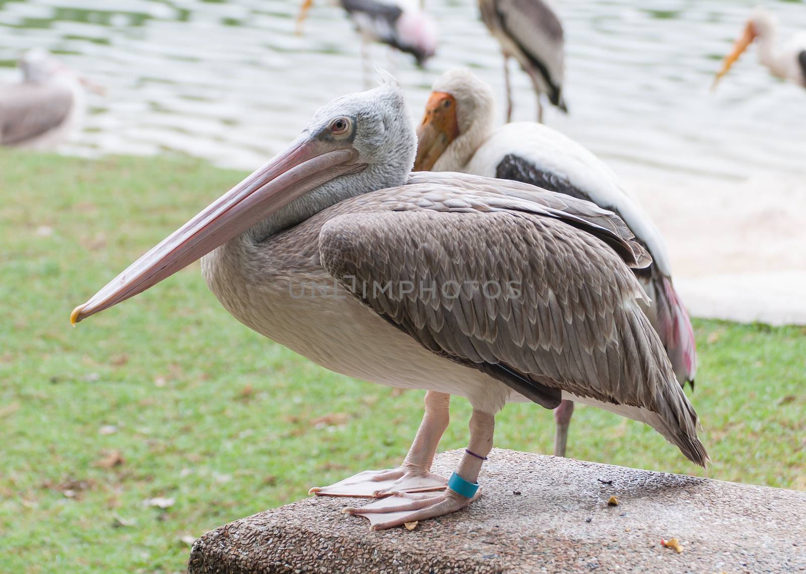 Kabbaw bird Portrait animal rights of Thailand