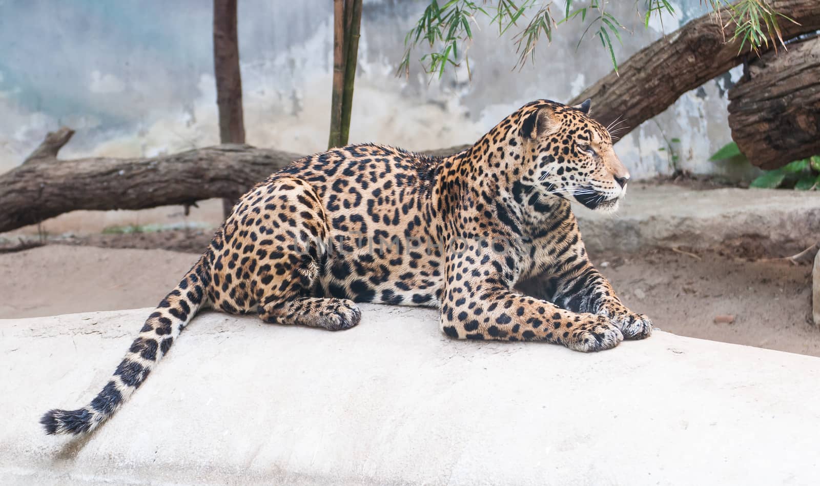 leopard lying on the rocks by Sorapop