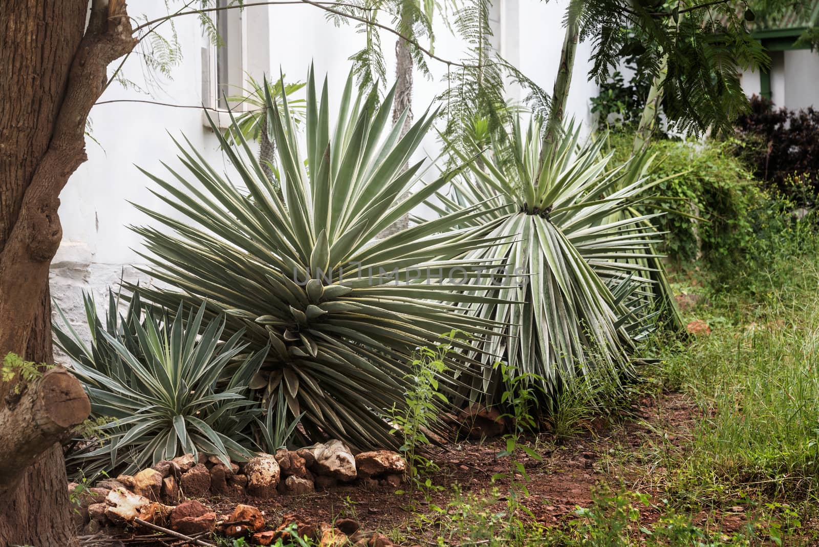 garden in africa with big agaves in yellow and green