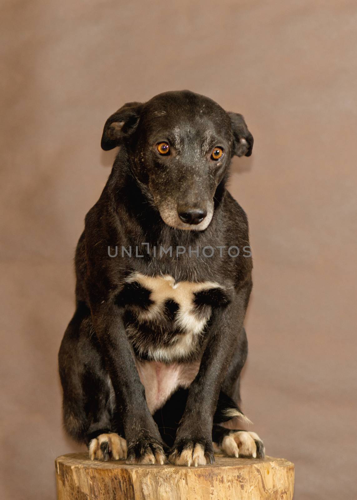 The homeless dog thrown by people by fotooxotnik