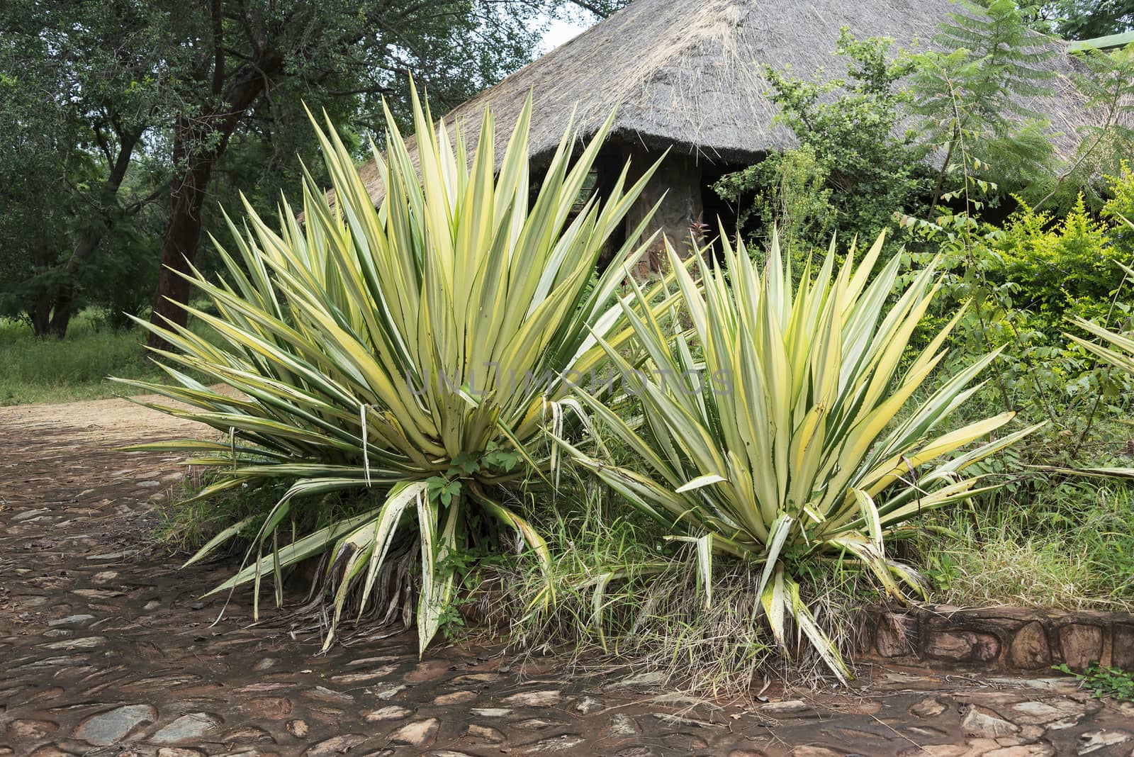 garden in africa with big agaves in yellow and green