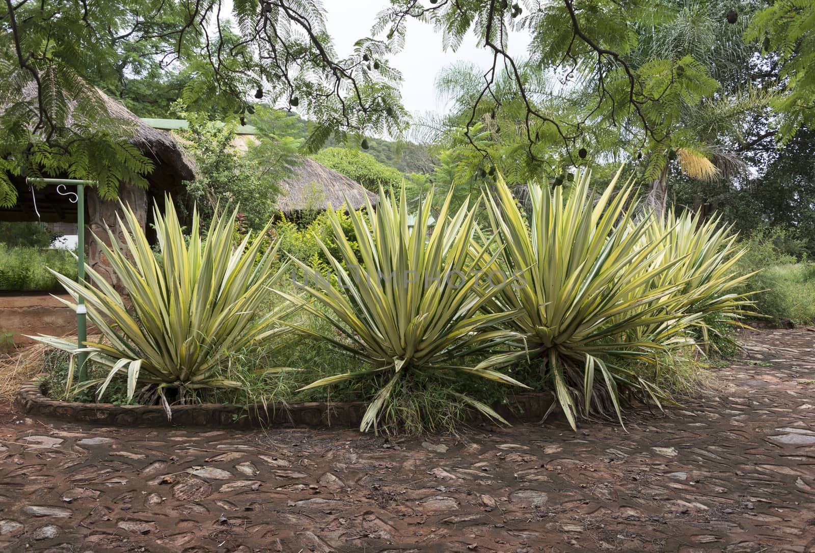 garden in africa with big agaves in yellow and green