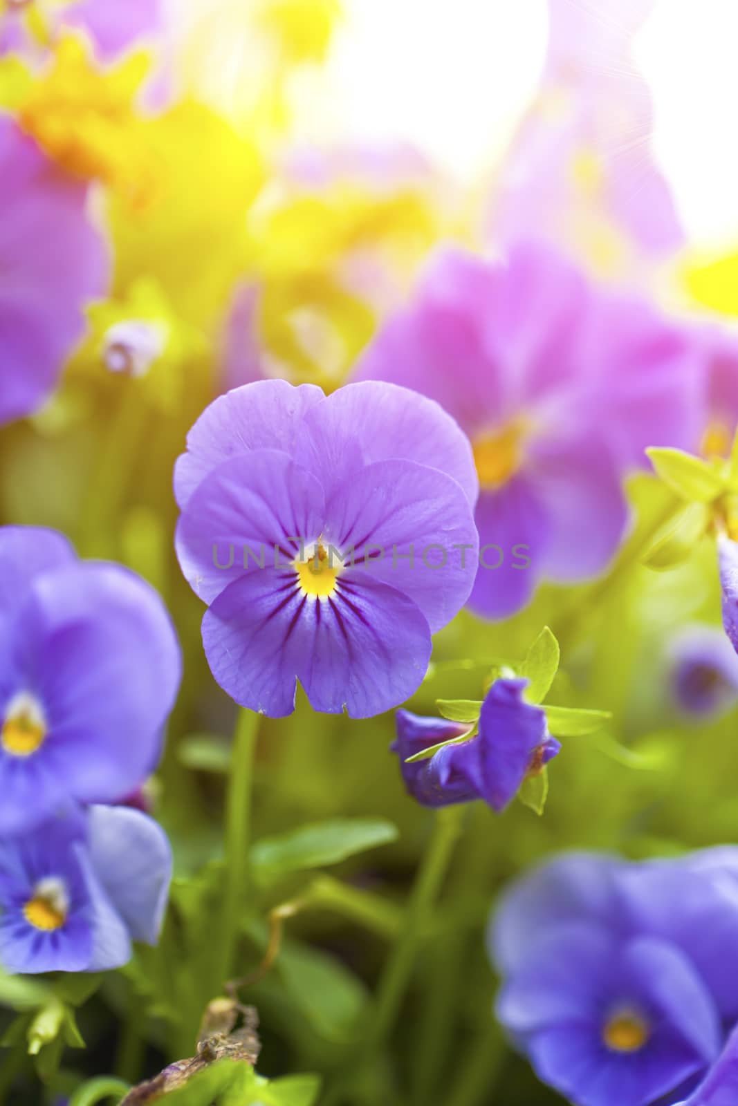 Purple flowers in wild nature by kawing921