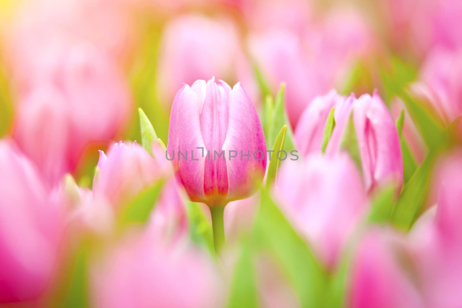 Tulips under sunlight in spring time