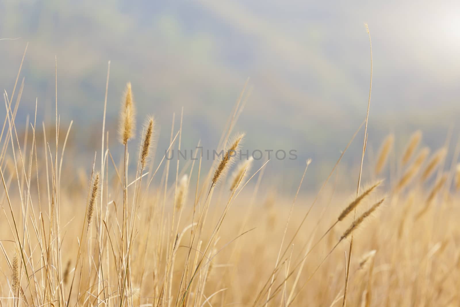 Wheat background under sunlight