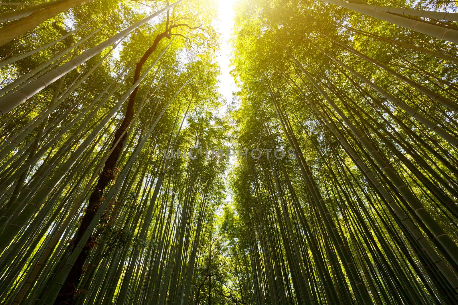 The flourish bamboo forest with glorious morning sunshine