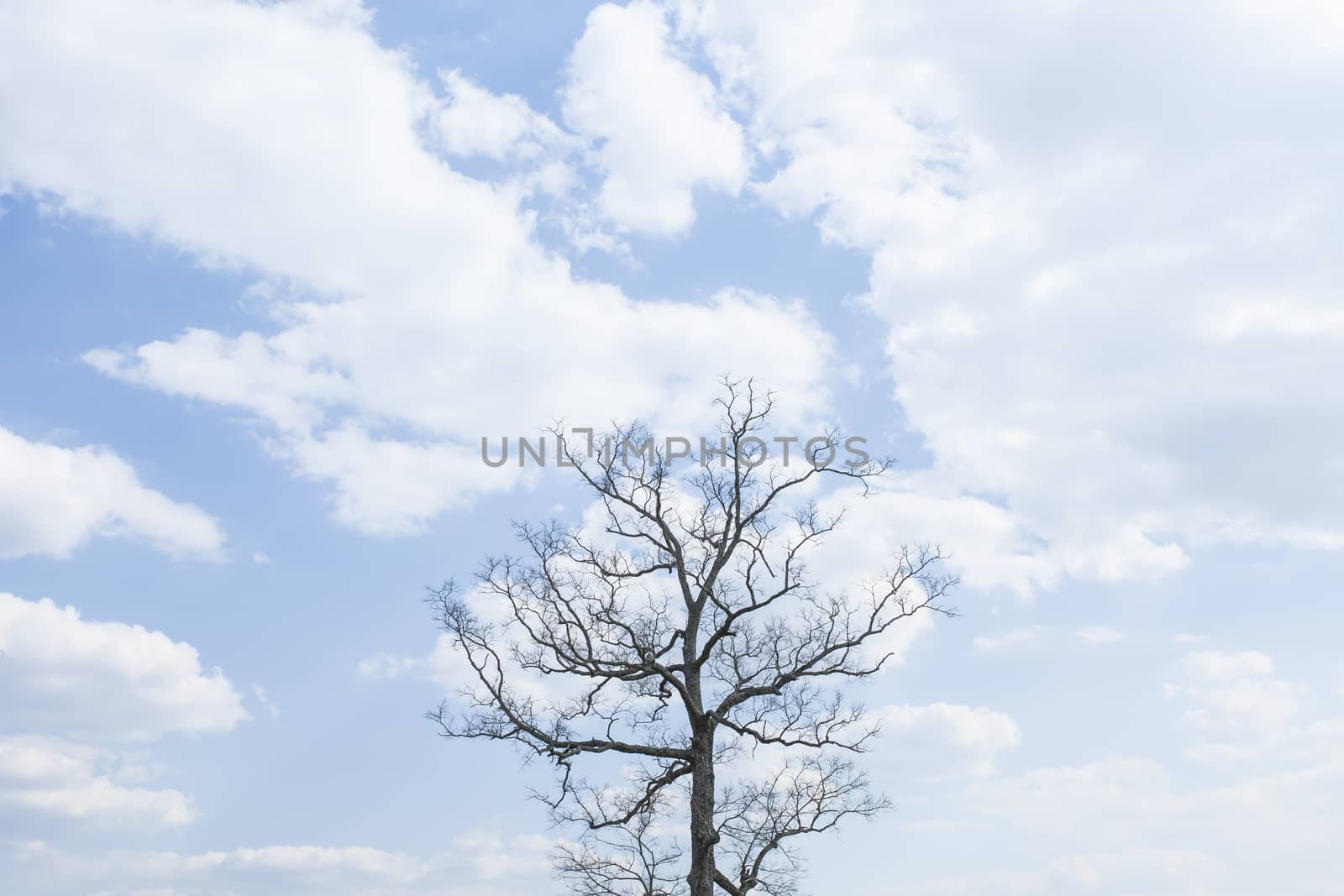 Single tree on a hill with blue sky background